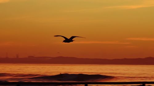 Bird flying over sea at sunset