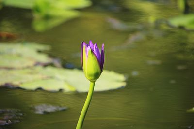 Close-up of water lily in lake