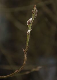 Close-up of wilted plant