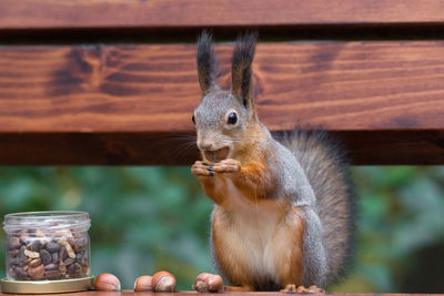 Close-up of squirrel eating food