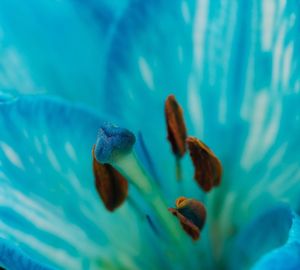 Close-up of fish underwater