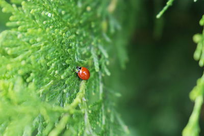 Close-up of ladybug on leaf