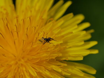 Close-up of insect on yellow flower