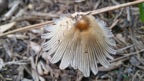 Close-up of mushroom