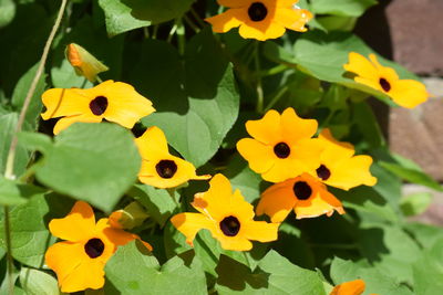 Close-up high angle view of yellow flowers