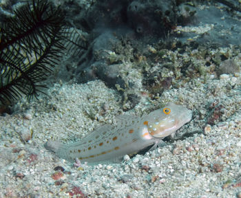 Fish swimming underwater