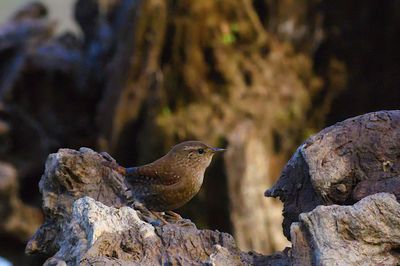 Close-up of bird perching on rock