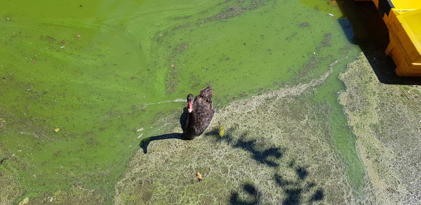 High angle view of horse in lake