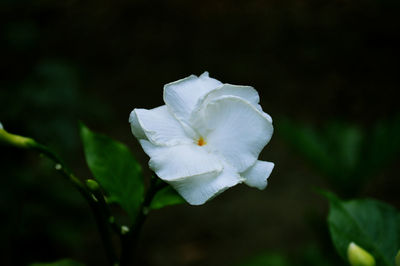 Close-up of white flower