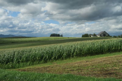 Scenic view of agricultural field against sky