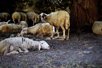 Sheep