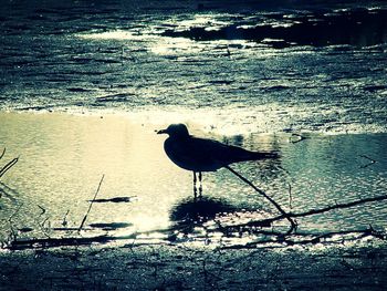 Birds in water