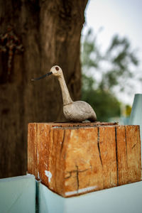 Close-up of bird perching on wood