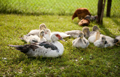 Ducks on field