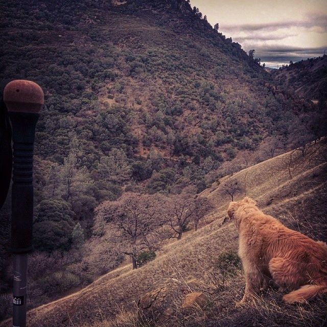 domestic animals, mountain, one animal, mammal, animal themes, sky, landscape, dog, pets, tranquil scene, nature, tranquility, scenics, road, non-urban scene, mountain range, standing, cloud - sky, outdoors, one person