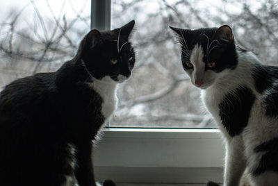 Close-up of kittens sitting on window sill