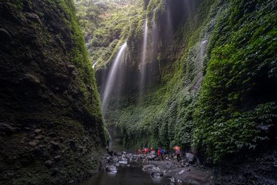 Scenic view of waterfall in forest