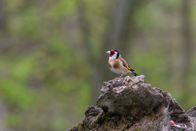 Goldfinch, carduelis carduellis, perched on a log