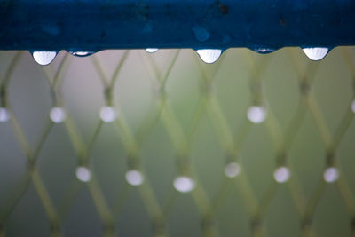 Close-up of water drops on rainy season