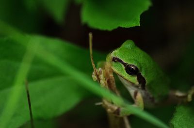 Close-up of lizard on leaf