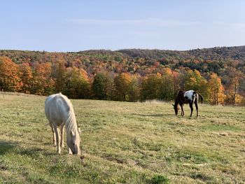 Horse grazing in a field