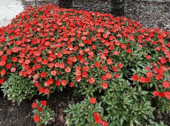 Close-up of red flowers