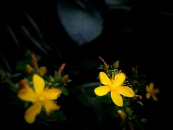 Close-up of yellow flower