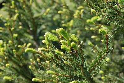 Close-up of pine tree