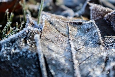 Close-up of frozen plant