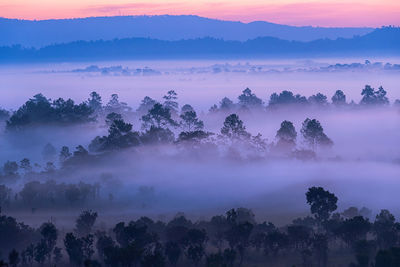 Trees on landscape against sky during sunset