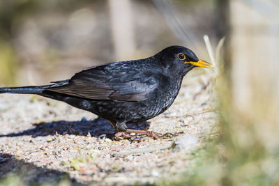 Close-up of bird perching