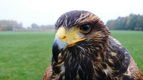 Close-up portrait of a bird