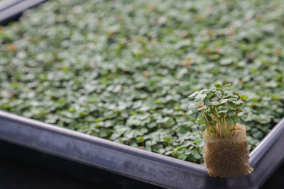 Close-up of potted plant