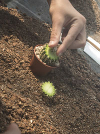 Midsection of person holding potted plant