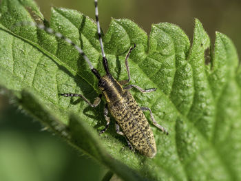 Close-up of insect on leaves