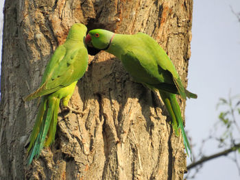 View of parrot perching on tree trunk