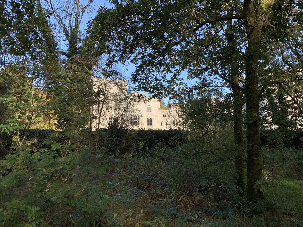 LOW ANGLE VIEW OF OLD BUILDING AGAINST TREES IN FOREST