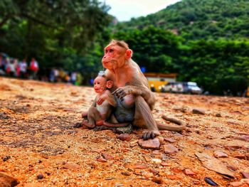 Monkey sitting on a land