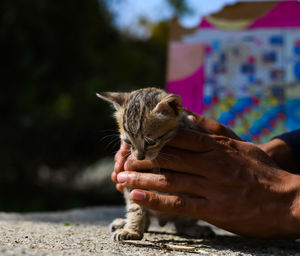 Close-up of hand holding cat