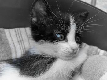 Close-up portrait of a cat looking away