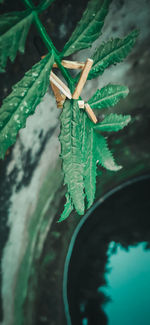 High angle view of insect on plant