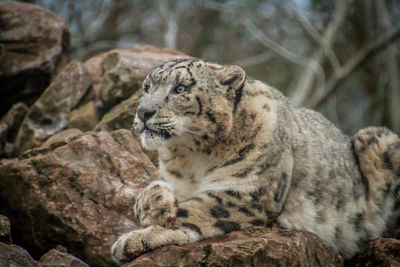 Cat relaxing on rock in zoo