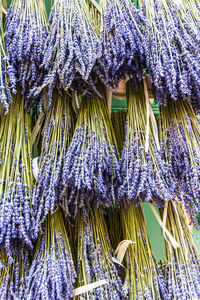 Close-up of purple flowering plants