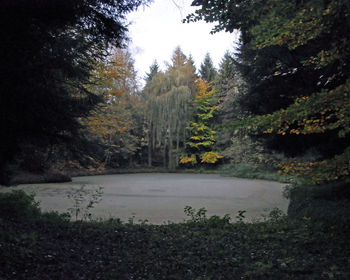 Scenic view of forest against sky