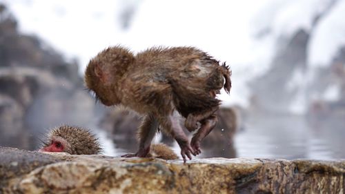 Close-up monkey running on rock