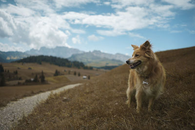 View of a dog on field