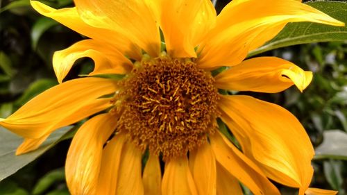 Close-up of sunflower