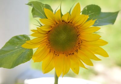 Close-up of yellow flower