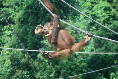 Monkey hanging on rope