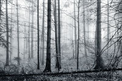 Trees in forest